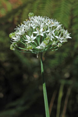 APII jpeg image of Allium tuberosum  © contact APII