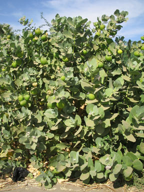 APII jpeg image of Calotropis procera  © contact APII