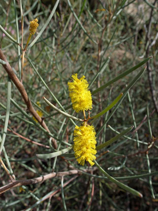 APII jpeg image of Acacia aneura var. aneura  © contact APII