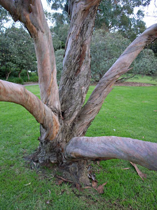 APII jpeg image of Eucalyptus saxatillis  © contact APII