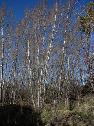 APII jpeg image of Populus alba  © contact APII