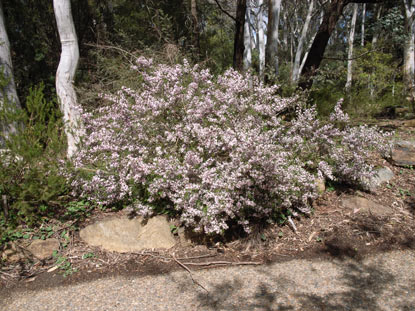 APII jpeg image of Boronia anemonifolia subsp. variabilis  © contact APII