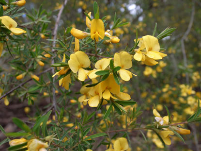 APII jpeg image of Pultenaea blakelyi  © contact APII