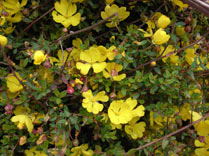 Hibbertia empetrifolia