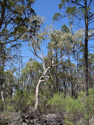 APII jpeg image of Eucalyptus prava  © contact APII