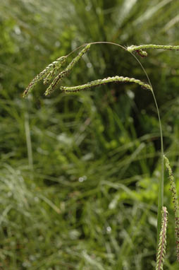 APII jpeg image of Paspalum dilatatum  © contact APII