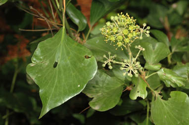 APII jpeg image of Hedera helix  © contact APII