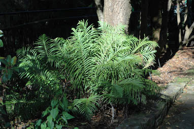 APII jpeg image of Blechnum cartilagineum  © contact APII