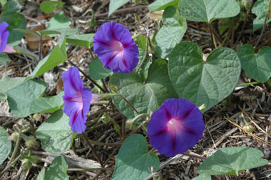 APII jpeg image of Ipomoea purpurea  © contact APII