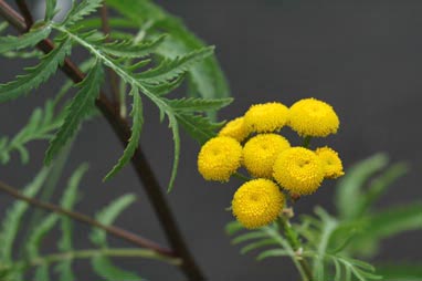 APII jpeg image of Tanacetum vulgare  © contact APII