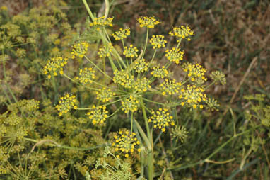 APII jpeg image of Foeniculum vulgare  © contact APII