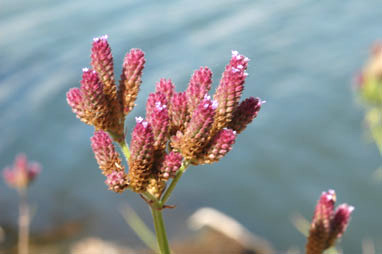 APII jpeg image of Verbena incompta  © contact APII