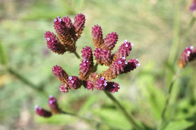 APII jpeg image of Verbena incompta  © contact APII