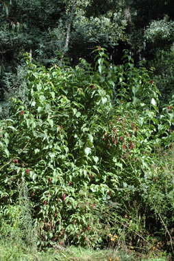 APII jpeg image of Leycesteria formosa  © contact APII