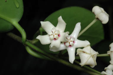 APII jpeg image of Hoya australis subsp. australis  © contact APII