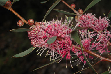 APII jpeg image of Hakea 'Kincora'  © contact APII