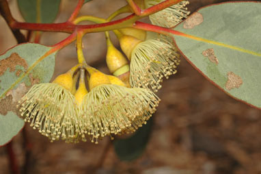 APII jpeg image of Eucalyptus hypolaena  © contact APII