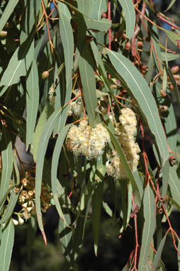 APII jpeg image of Corymbia trachyphloia  © contact APII