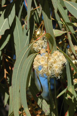 APII jpeg image of Corymbia trachyphloia  © contact APII