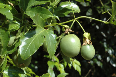 APII jpeg image of Passiflora edulis  © contact APII