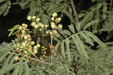 APII jpeg image of Acacia glaucocarpa  © contact APII