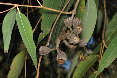 APII jpeg image of Angophora costata subsp. costata  © contact APII