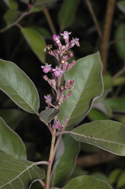 APII jpeg image of Vitex
 trifolia var. subtrisecta  © contact APII