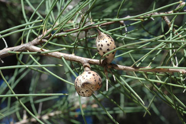 APII jpeg image of Hakea drupacea  © contact APII