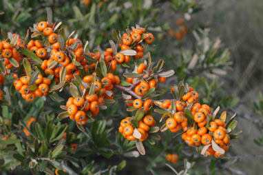 APII jpeg image of Pyracantha angustifolia  © contact APII