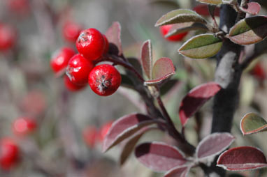 APII jpeg image of Cotoneaster pannosus  © contact APII