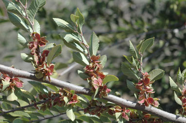 APII jpeg image of Ulmus parvifolia  © contact APII