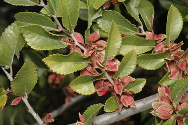APII jpeg image of Ulmus parvifolia  © contact APII