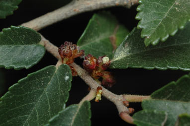 APII jpeg image of Ulmus parvifolia  © contact APII