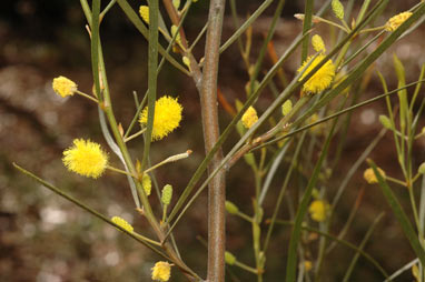 APII jpeg image of Acacia fauntleroyi  © contact APII