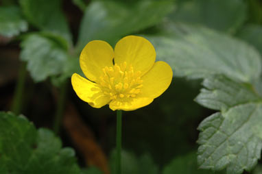 APII jpeg image of Ranunculus repens  © contact APII