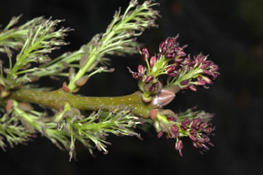 APII jpeg image of Fraxinus angustifolia subsp. angustifolia  © contact APII