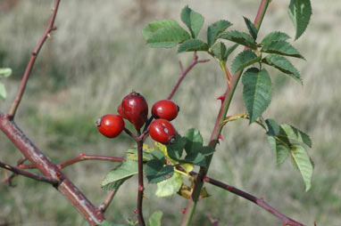 APII jpeg image of Rosa canina  © contact APII