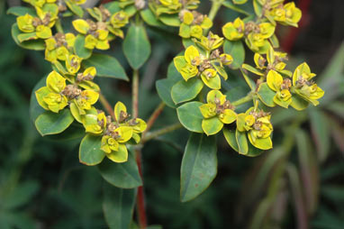 APII jpeg image of Euphorbia oblongata  © contact APII