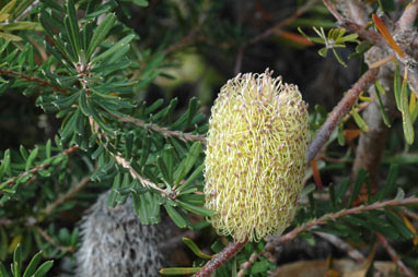 APII jpeg image of Banksia marginata 'Cape Patterson Dwarf'  © contact APII