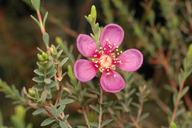 APII jpeg image of Hypocalymma sp. Lake King (R.W.Purdie 3936)  © contact APII