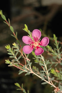 APII jpeg image of Hypocalymma sp. Lake King (R.W.Purdie 3936)  © contact APII