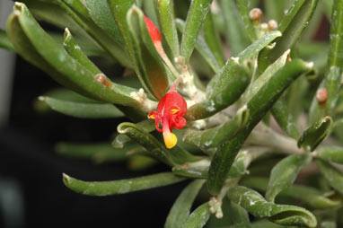 APII jpeg image of Grevillea pauciflora subsp. pauciflora  © contact APII