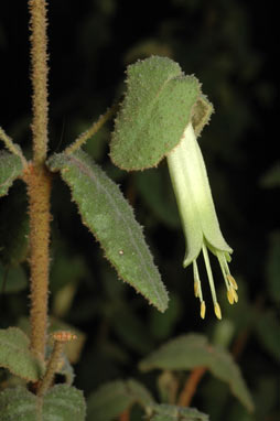 APII jpeg image of Correa reflexa var. reflexa  © contact APII