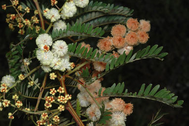 APII jpeg image of Acacia terminalis  © contact APII