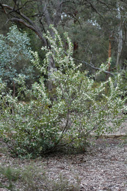 APII jpeg image of Hakea cristata  © contact APII