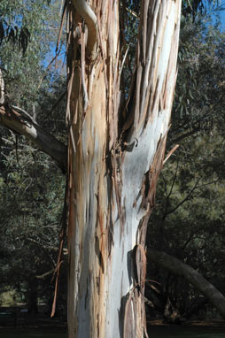 APII jpeg image of Eucalyptus cypellocarpa  © contact APII