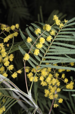 APII jpeg image of Acacia olsenii  © contact APII