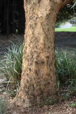 APII jpeg image of Corymbia leichhardtii  © contact APII