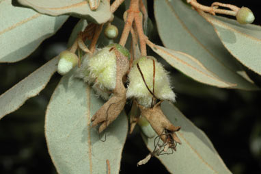 APII jpeg image of Correa lawrenceana var. glandulifera  © contact APII