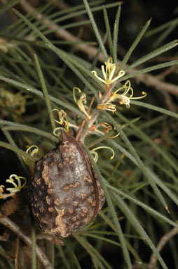 APII jpeg image of Hakea gibbosa  © contact APII